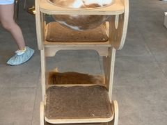 -飞行喵MR PILOT|猫舍·猫咖(静安大融城店)