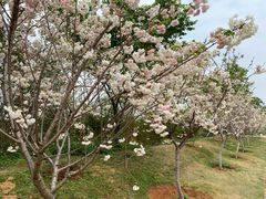 -天适樱花悠乐园
