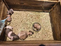 -酷嗒动物文化乐园(cutezoo西溪乐天城店)