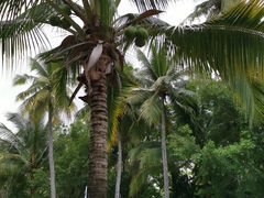 -三亚珠江南田温泉度假区