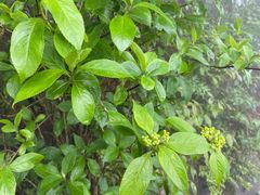 -庐山风景区花径公园