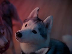 -Husky Go! 哈士奇体验馆·宠物咖啡厅狗咖