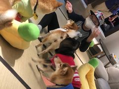 -逗柴咖啡屋·狗咖猫咖宠物桌游