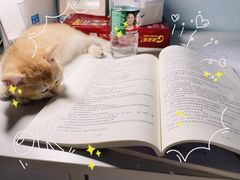 -欣宠猫屋·矮脚拿破仑·蓝金金渐层