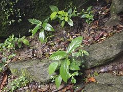-火炉山森林公园