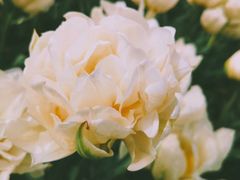 -上海鲜花港