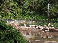 -深圳野生动物园