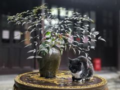 -西园戒幢律寺