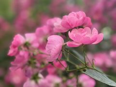 -洛阳市隋唐城遗址植物园