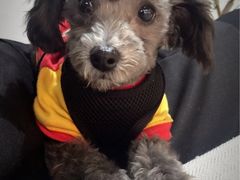 -1013 PET SHOP 宠物商店(近铁城市广场店)