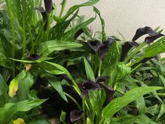 -中免(澳门机场免税店)