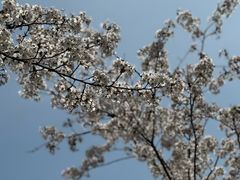 -高东镇樱花园