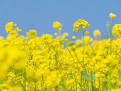 -三亚南山文化旅游区