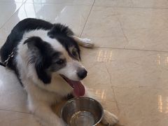 -瑞派申生动物医院·24H夜诊·国际动物医疗中心·骨外科(吴中路店)