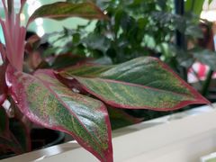 -川人百味(亿合城店)