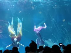 -海合安成都极地海洋公园