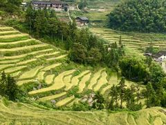 -紫鹊界梯田景区