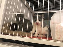 -我爱猫咪·猫咖·狗咖·安哥拉兔·羊驼咖(小寨华旗店)