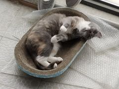 -伟伟宠物医院·CT影像中心·瑞派犬猫综合性门诊(汉口总院)