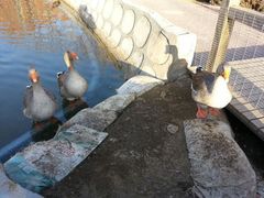 android_upload_pic-北京市海淀外国语实验学校