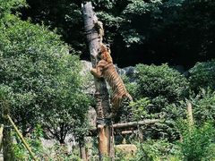 -红山森林动物园