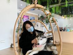 -Husky Go! 哈士奇体验馆·宠物咖啡厅狗咖