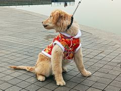 -关爱宠物医院·猫科中心·消化科(滨湖万达分院)