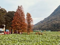 -广州市石门国家森林公园