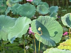 -深圳仙湖植物园