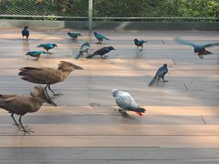 -新加坡飞禽公园