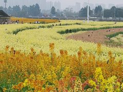 -三圣花乡旅游区