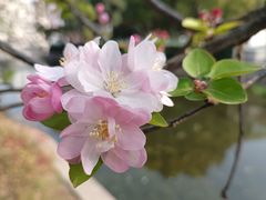 -莫愁湖公园