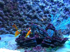 -北戴河圣蓝海洋公园