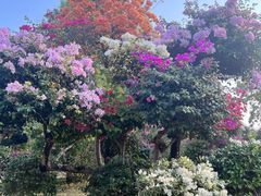 -中国科学院西双版纳热带植物园