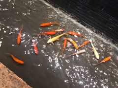 -申宴酒楼(王子百货店)
