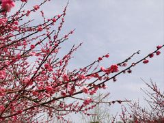 -超山青莲寺