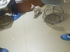 -藏猫猫咖啡主题馆(中央大道店)