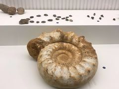 -青岛贝壳博物馆