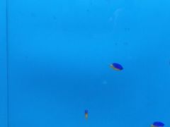 -北戴河圣蓝海洋公园