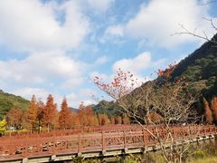 -广州市石门国家森林公园