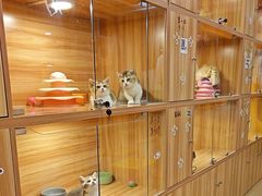 -猫十亿·布偶金渐层·曼基康矮脚猫舍(青年路店)