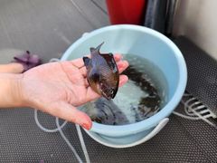 -小猫钓鱼海钓俱乐部(椰梦长廊店)