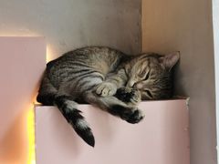 -猫儿山۰猫主题餐厅