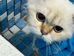 -天宠宠物医院24小时·急重症诊疗中心·全科·腔镜特色(和平分院)