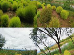 -野鸭湖国家湿地公园