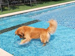 -汪说喵讲宠物乐园宠物酒店(红星美凯龙店)