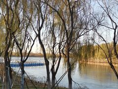 -大兴滨河森林公园