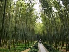 -大奇山国家森林公园