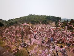 -田园寨农园观光园