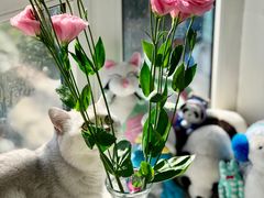 -皇后西斯汀(千姿汇店)